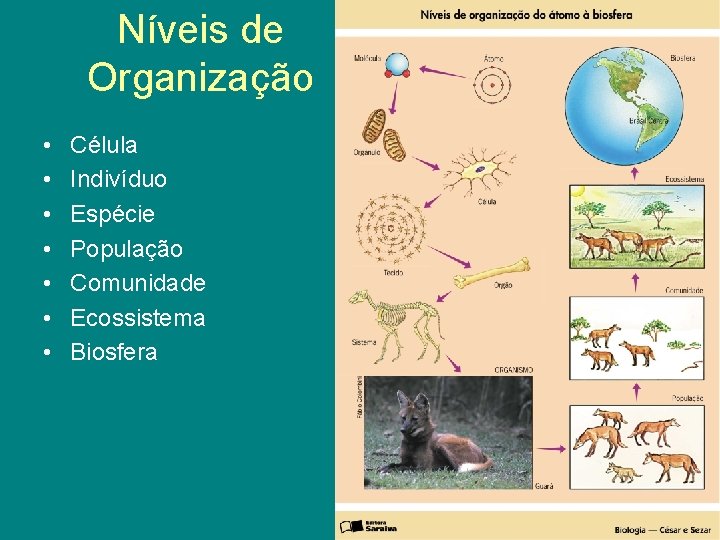 Níveis de Organização • • Célula Indivíduo Espécie População Comunidade Ecossistema Biosfera 