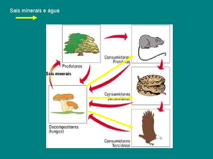 Sais minerais e água 