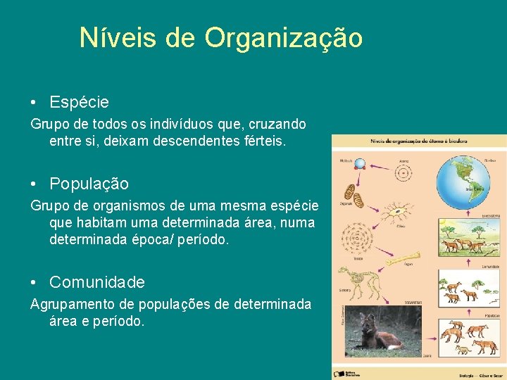 Níveis de Organização • Espécie Grupo de todos os indivíduos que, cruzando entre si,