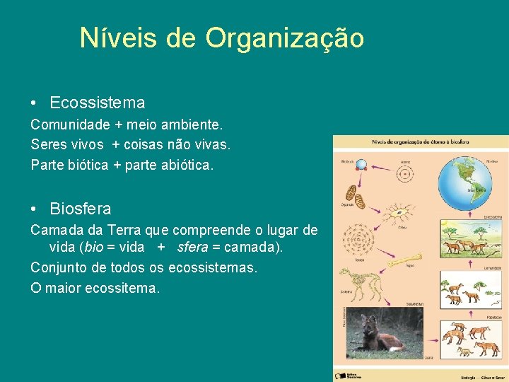 Níveis de Organização • Ecossistema Comunidade + meio ambiente. Seres vivos + coisas não