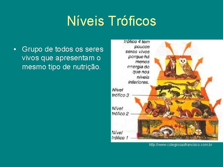 Níveis Tróficos • Grupo de todos os seres vivos que apresentam o mesmo tipo