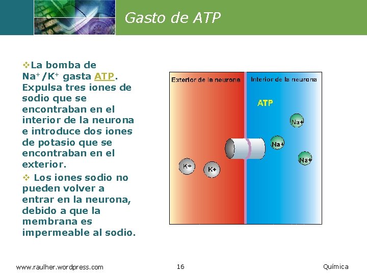 Gasto de ATP v. La bomba de Na+/K+ gasta ATP. Expulsa tres iones de
