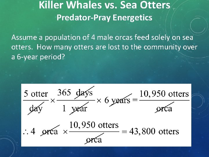 Killer Whales vs. Sea Otters Predator-Pray Energetics Assume a population of 4 male orcas