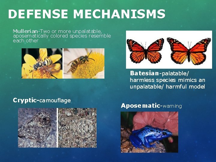 DEFENSE MECHANISMS Mullerian-Two or more unpalatable, aposematically colored species resemble each other Batesian-palatable/ harmless