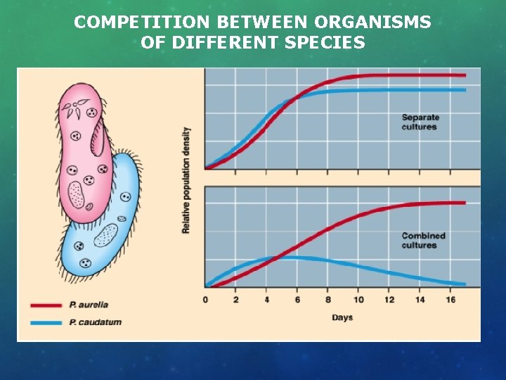 COMPETITION BETWEEN ORGANISMS OF DIFFERENT SPECIES 
