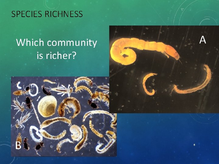 SPECIES RICHNESS A Which community is richer? B 6 