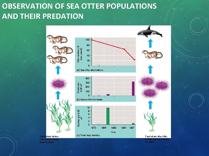 OBSERVATION OF SEA OTTER POPULATIONS AND THEIR PREDATION Otter number (% max. count) 100