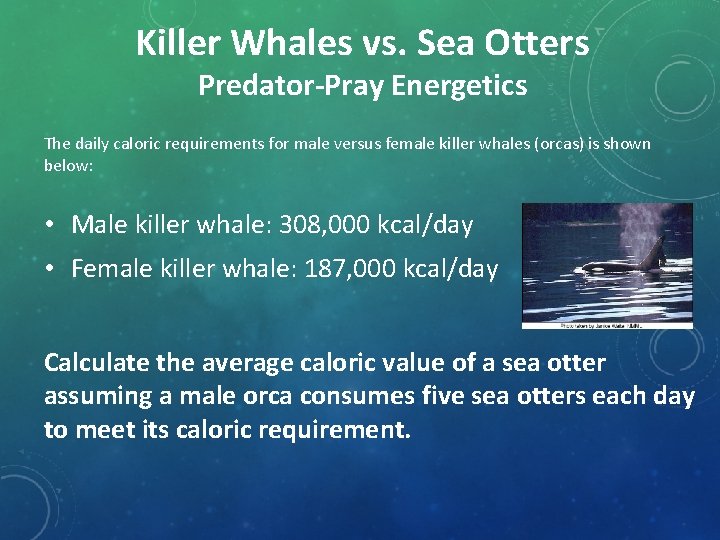 Killer Whales vs. Sea Otters Predator-Pray Energetics The daily caloric requirements for male versus