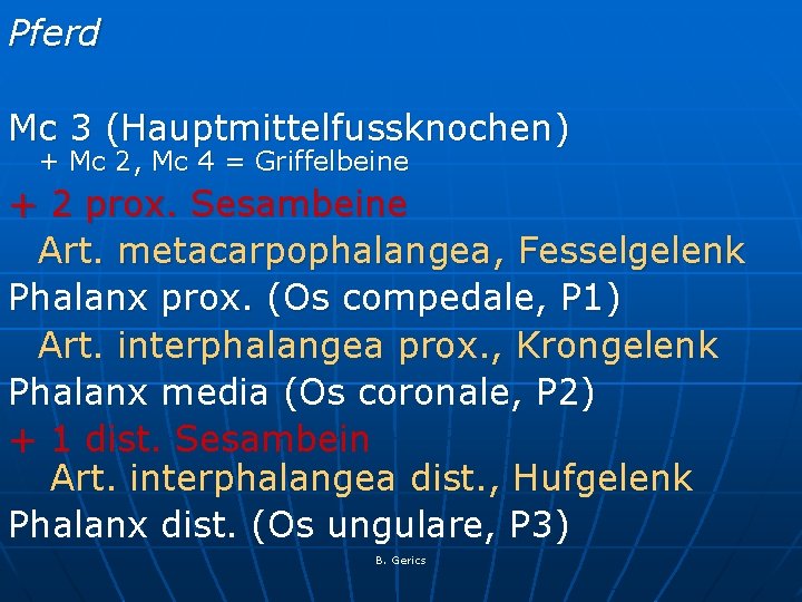 Pferd Mc 3 (Hauptmittelfussknochen) + Mc 2, Mc 4 = Griffelbeine + 2 prox.