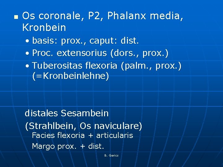 n Os coronale, P 2, Phalanx media, Kronbein • basis: prox. , caput: dist.