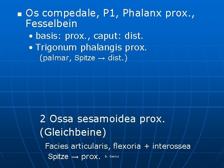 n Os compedale, P 1, Phalanx prox. , Fesselbein • basis: prox. , caput: