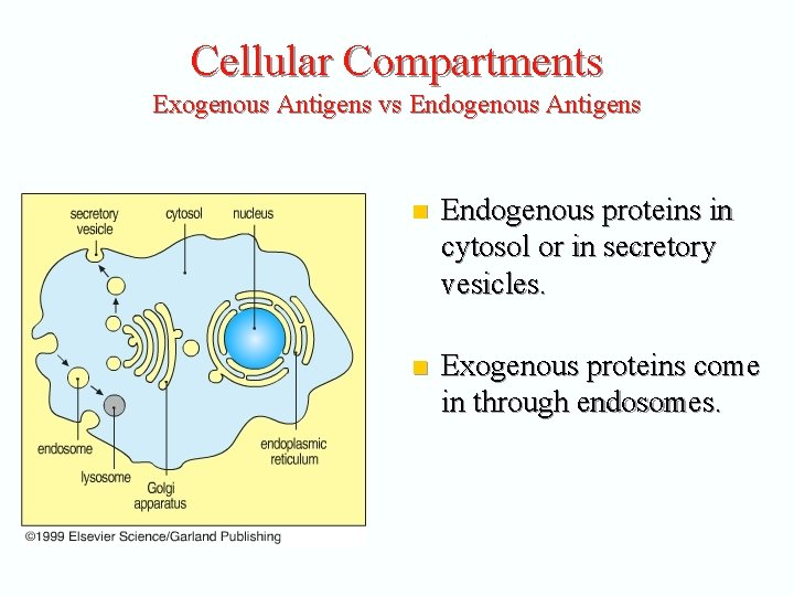 Cellular Compartments Exogenous Antigens vs Endogenous Antigens n Endogenous proteins in cytosol or in