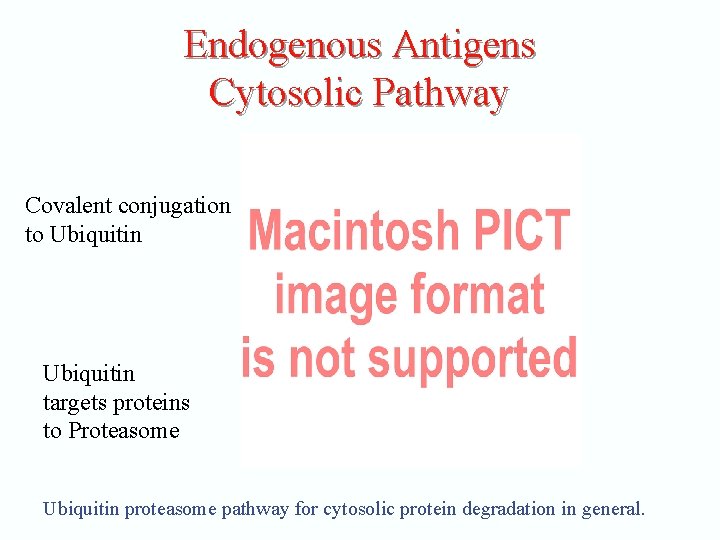 Endogenous Antigens Cytosolic Pathway Covalent conjugation to Ubiquitin targets proteins to Proteasome Ubiquitin proteasome