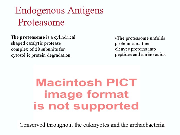 Endogenous Antigens Proteasome The proteasome is a cylindrical shaped catalytic protease complex of 28