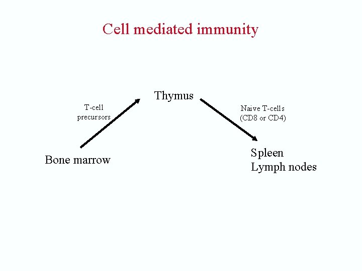 Cell mediated immunity Thymus T-cell precursors Bone marrow Naive T-cells (CD 8 or CD