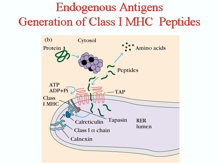 Endogenous Antigens Generation of Class I MHC Peptides 