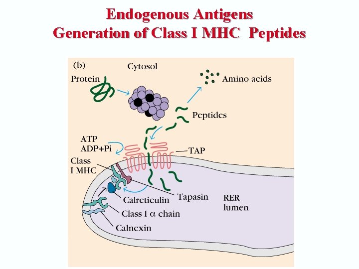 Endogenous Antigens Generation of Class I MHC Peptides 