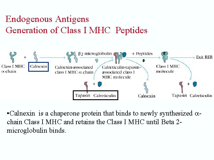 Endogenous Antigens Generation of Class I MHC Peptides • Calnexin is a chaperone protein