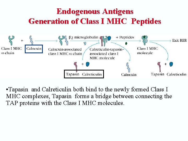 Endogenous Antigens Generation of Class I MHC Peptides • Tapasin and Calreticulin both bind