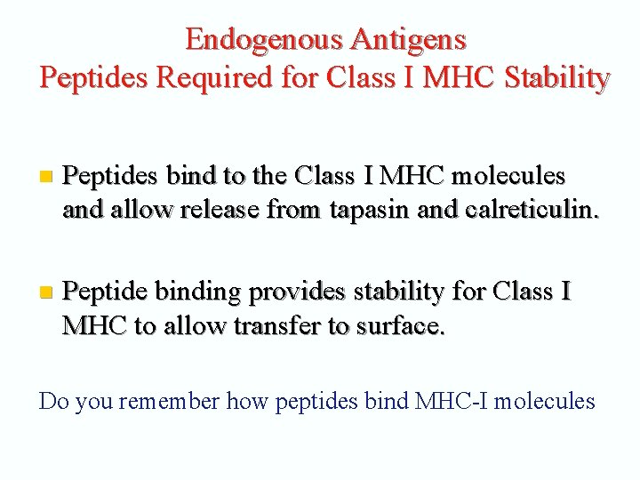 Endogenous Antigens Peptides Required for Class I MHC Stability n Peptides bind to the