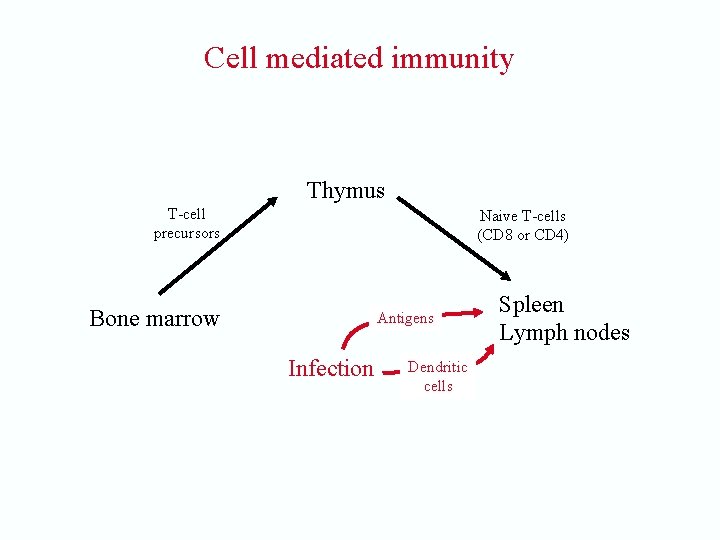 Cell mediated immunity Thymus T-cell precursors Naive T-cells (CD 8 or CD 4) Bone