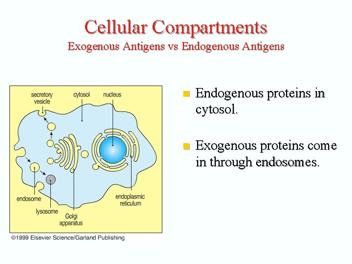 Cellular Compartments Exogenous Antigens vs Endogenous Antigens n Endogenous proteins in cytosol. n Exogenous