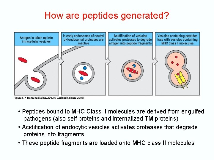 How are peptides generated? • Peptides bound to MHC Class II molecules are derived