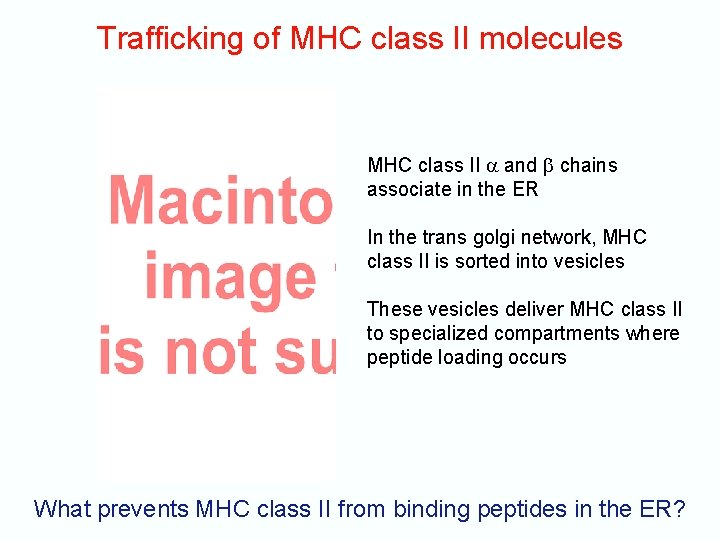 Trafficking of MHC class II molecules MHC class II and chains associate in the