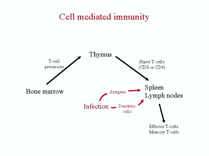 Cell mediated immunity Thymus T-cell precursors Naive T-cells (CD 8 or CD 4) Bone