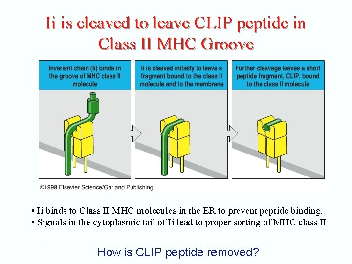 Ii is cleaved to leave CLIP peptide in Class II MHC Groove • Ii