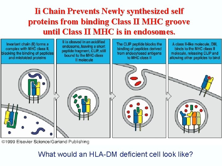 Ii Chain Prevents Newly synthesized self proteins from binding Class II MHC groove until