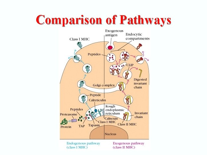 Comparison of Pathways 