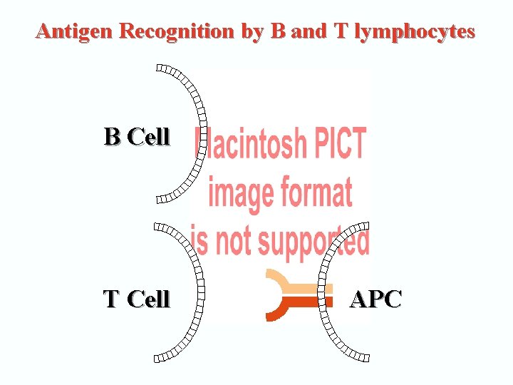 Antigen Recognition by B and T lymphocytes B Cell T Cell APC 