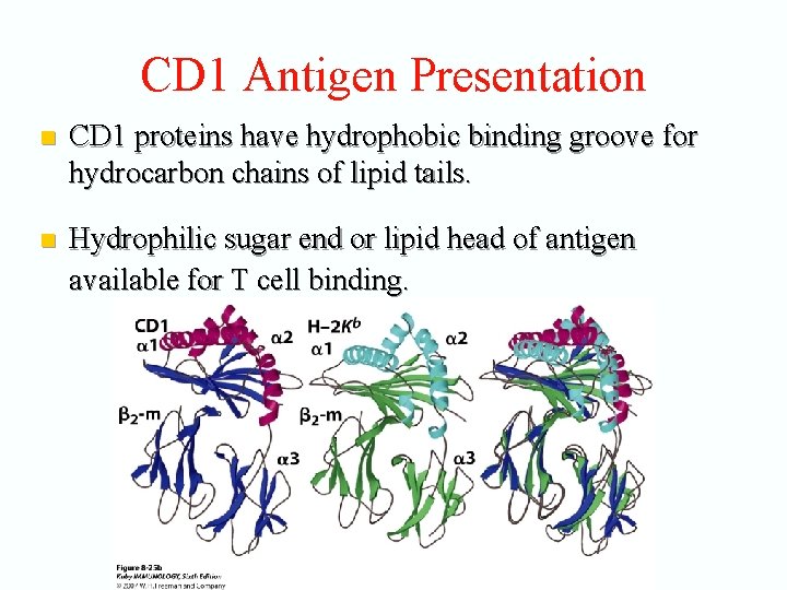 CD 1 Antigen Presentation n CD 1 proteins have hydrophobic binding groove for hydrocarbon