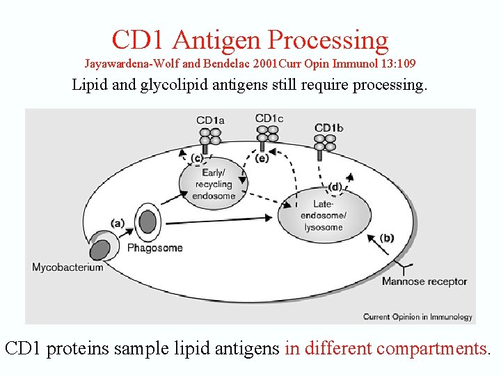 CD 1 Antigen Processing Jayawardena-Wolf and Bendelac 2001 Curr Opin Immunol 13: 109 Lipid