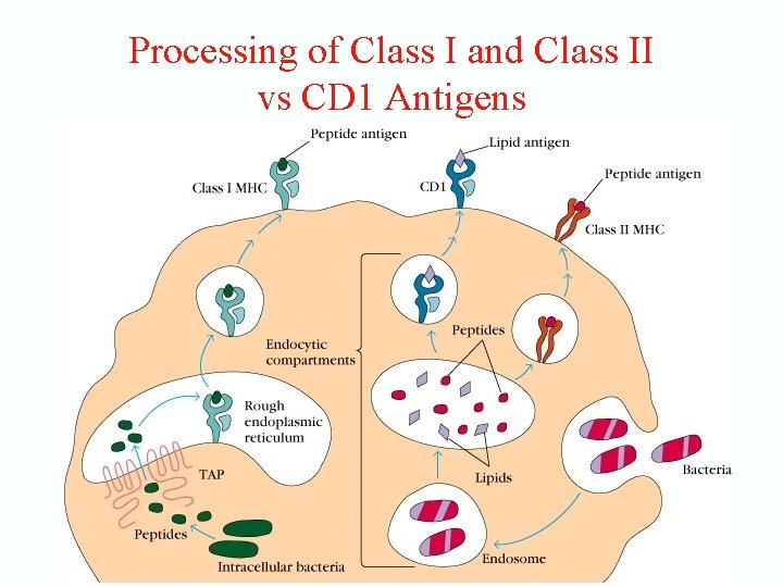 Processing of Class I and Class II vs CD 1 Antigens 