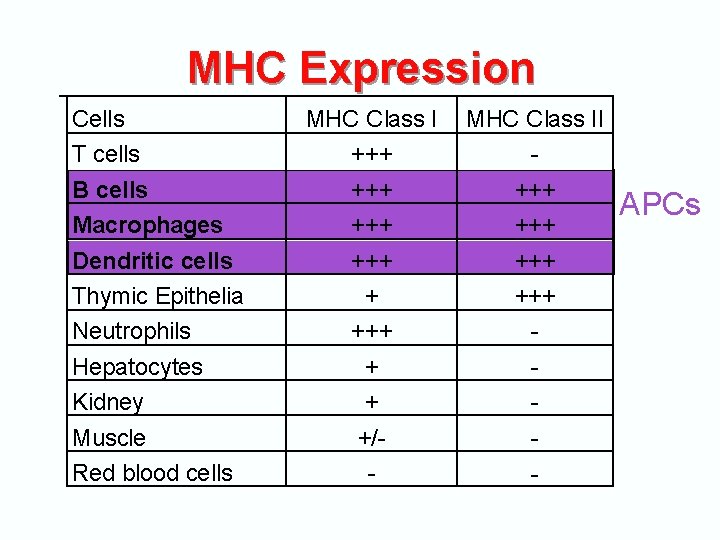 MHC Expression Cells T cells B cells Macrophages Dendritic cells Thymic Epithelia Neutrophils Hepatocytes