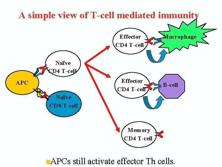 A simple view of T-cell mediated immunity Macrophage Effector CD 4 T-cell Naïve CD