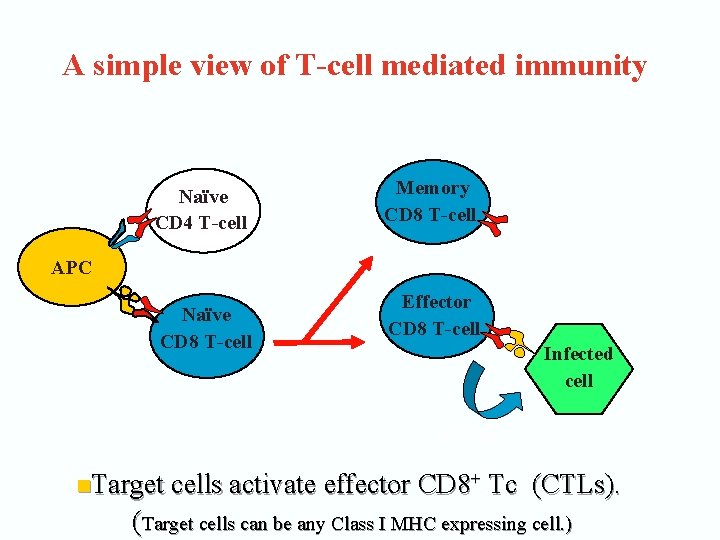 A simple view of T-cell mediated immunity Naïve CD 4 T-cell Memory CD 8