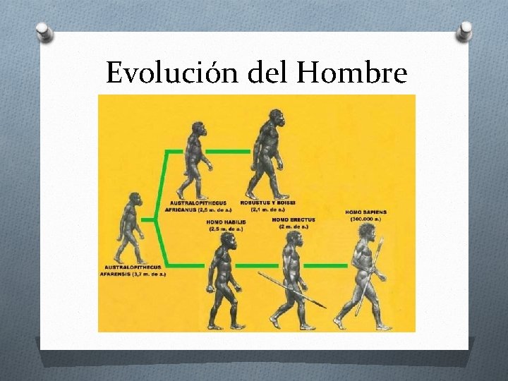 Evolución del Hombre 