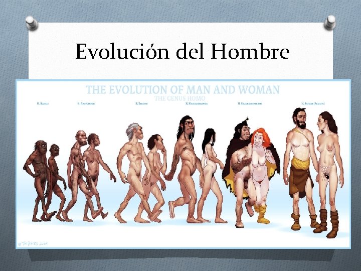 Evolución del Hombre 