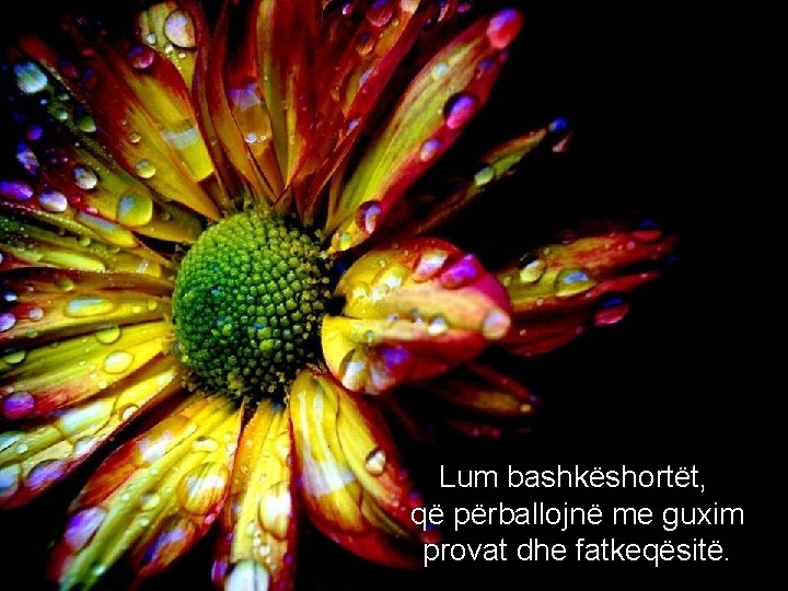 Lum bashkëshortët, që përballojnë me guxim provat dhe fatkeqësitë. 