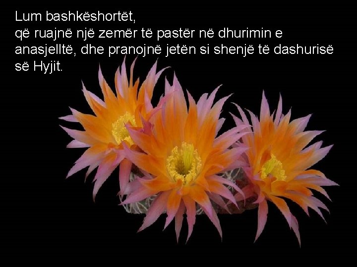 Lum bashkëshortët, që ruajnë një zemër të pastër në dhurimin e anasjelltë, dhe pranojnë