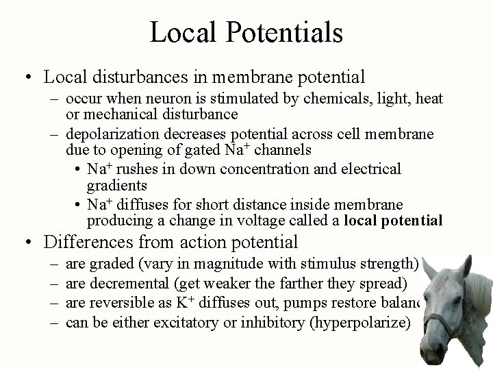 Local Potentials • Local disturbances in membrane potential – occur when neuron is stimulated