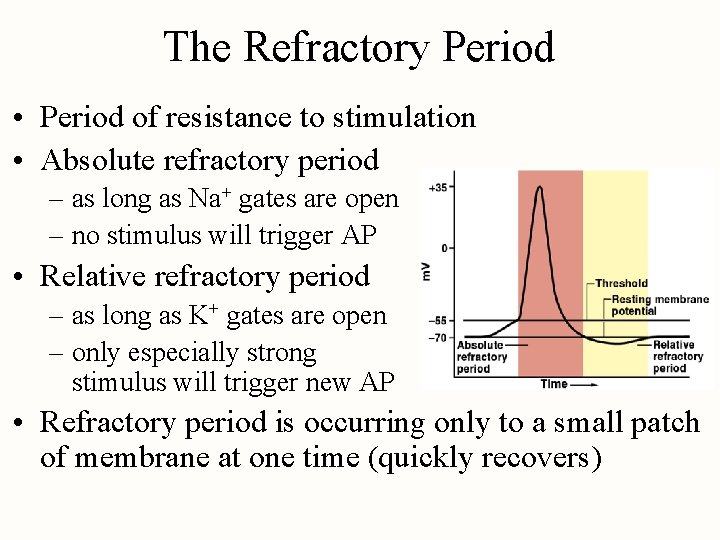 The Refractory Period • Period of resistance to stimulation • Absolute refractory period –