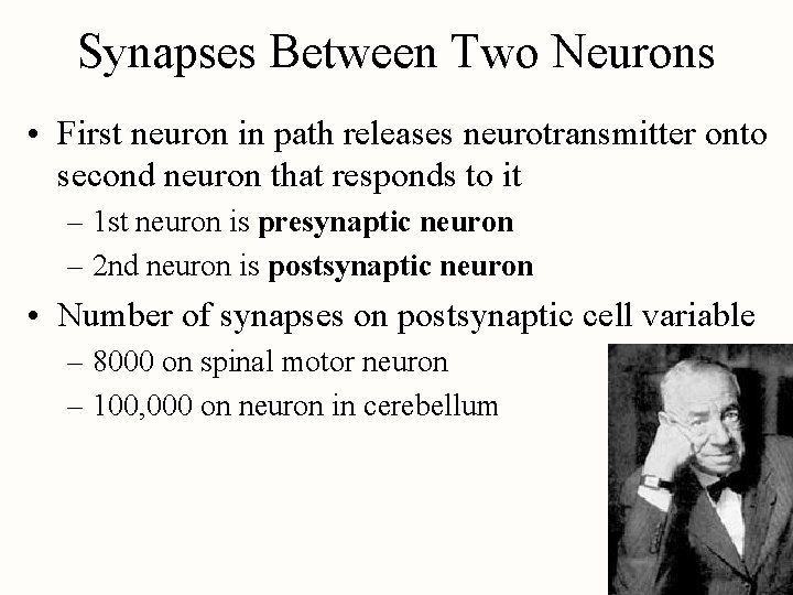 Synapses Between Two Neurons • First neuron in path releases neurotransmitter onto second neuron Synapses Between Two Neurons • First neuron in path releases neurotransmitter onto second neuron