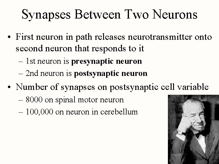 Synapses Between Two Neurons • First neuron in path releases neurotransmitter onto second neuron