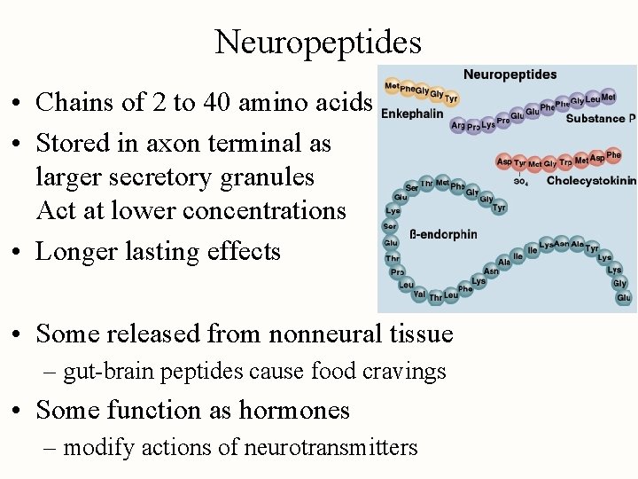 Neuropeptides • Chains of 2 to 40 amino acids • Stored in axon terminal