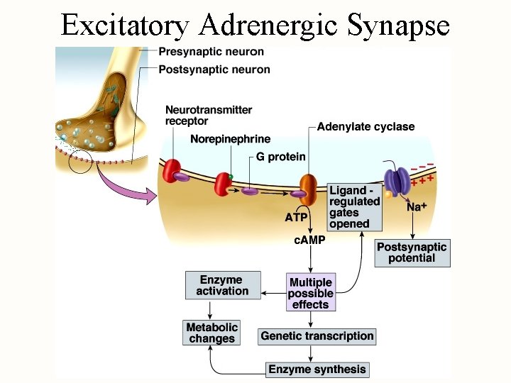 Excitatory Adrenergic Synapse 