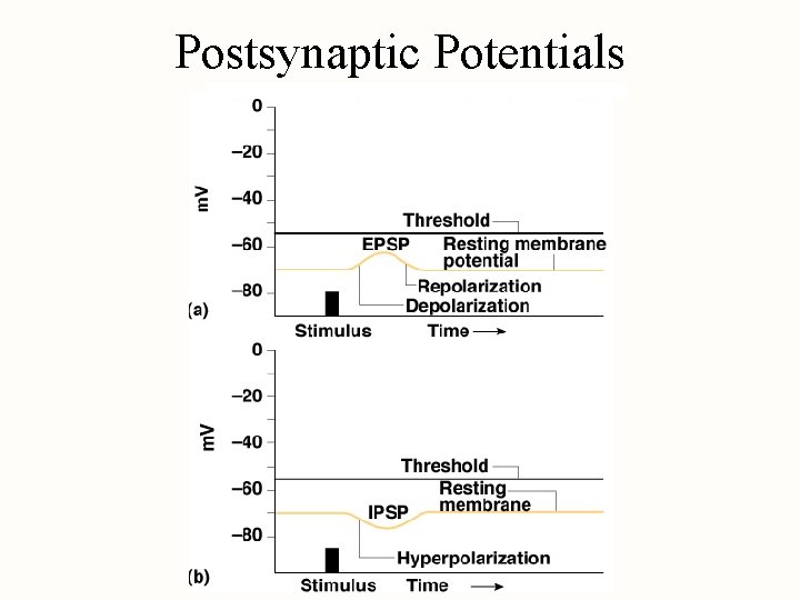 Postsynaptic Potentials 